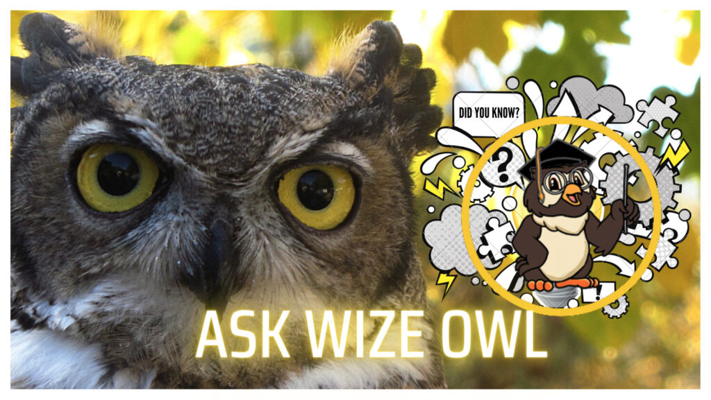 Ask Wize Owl